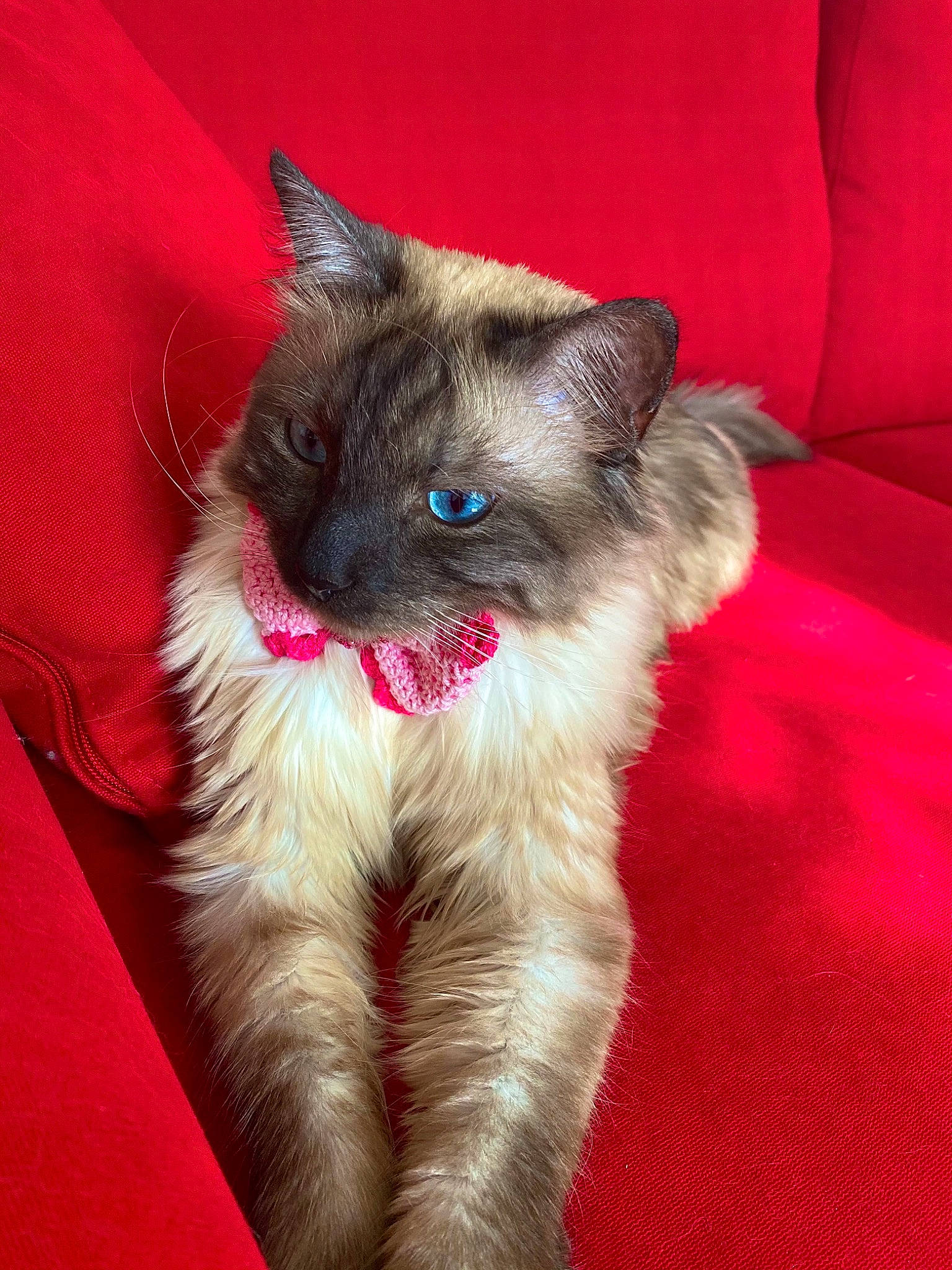 Pearly Et Raichu participe au concours pour gagner de l'argent avec cette photo : balinese, birman, carnivore, cat, claw, comfort, companion_dog, dog_breed, fawn, felidae, fur, iris, magenta, paw, siamese, small_to_medium_sized_cats, snout, tail, thai, whiskers