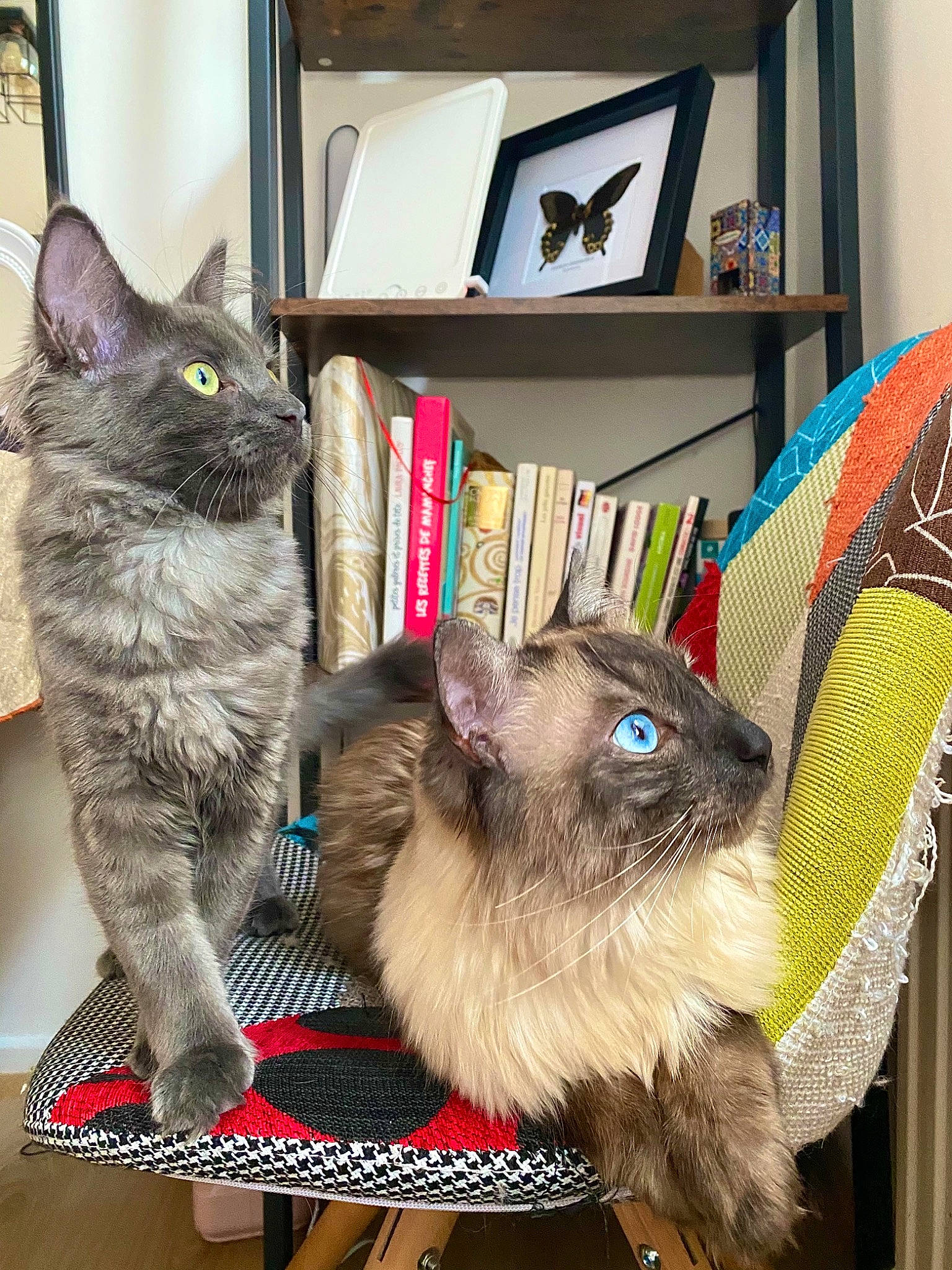 Pearly Et Raichu participe au concours pour gagner de l'argent avec cette photo : bag, box, carnivore, cat, comfort, domestic_short_haired_cat, fashion_accessory, fawn, felidae, fur, mammal, picture_frame, shelf, shelving, siamese, small_to_medium_sized_cats, snout, tail, vertebrate, whiskers