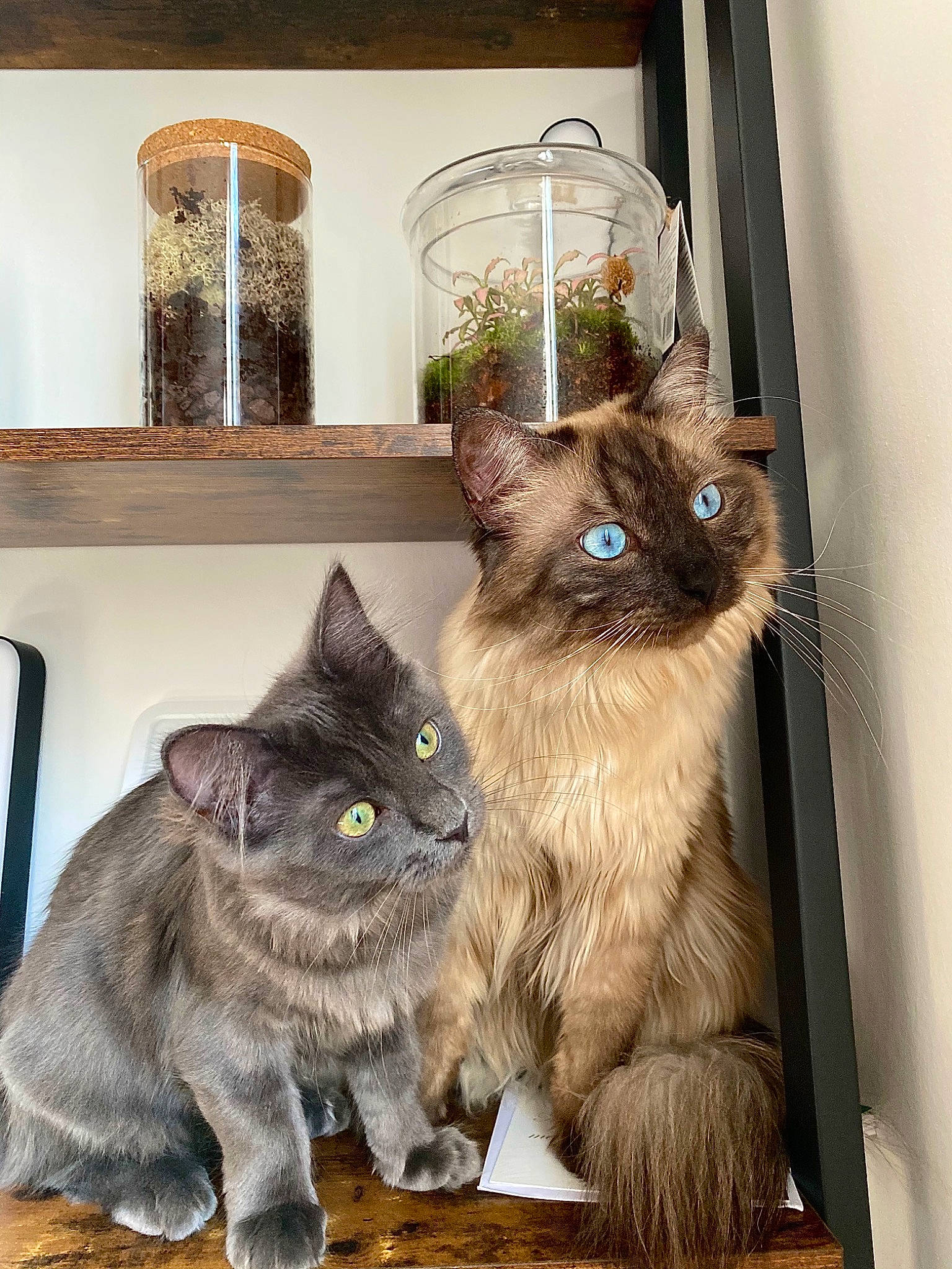 Pearly Et Raichu a rejoint le concours — aidez-le/la à gagner de superbes lots ! box, carnivore, cat, cat_supply, domestic_short_haired_cat, fawn, felidae, flowerpot, fur, glass, grey, mammal, pet_supply, shelf, shelving, siamese, small_to_medium_sized_cats, tail, vertebrate, whiskers