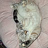animal, bed, cat, comfort, cozy, cushion, cute, domestic, feline, fur, indoor, mammal, paw, pet, pink, relaxed, resting, sleeping, soft, tabby