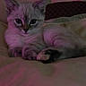 Cali is registered to the contest to win money with this photo: animal, bed, blanket, cat, cozy, cute, domestic_cat, feline, fur, indoor, kitten, pet, pink_light, portrait, relaxed, resting, sleepy, small_animal, whiskers, young_cat