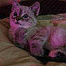 Cali is registered to the contest to win money with this photo: animal, bed, cat, cozy, curious, cute, feline, fur, indoor, kitten, paws, pet, pink_light, portrait, relaxed, resting, soft, striped, whiskers, young