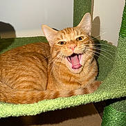 Sunny is registered to the contest to win money with this photo: cat, orange_tabby, pet, feline, cat_tree, indoor, animal, whiskers, fur, cute, mouth_open, yawning, resting, closeup, eyes, ears, paws, carpeted_surface, playful, domestic_animal