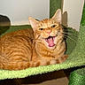 cat, orange_tabby, pet, feline, cat_tree, indoor, animal, whiskers, fur, cute, mouth_open, yawning, resting, closeup, eyes, ears, paws, carpeted_surface, playful, domestic_animal