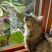 Bruno is registered to the contest to win money with this photo: blurred_background, cat, curiosity, daylight, domestic_animal, fur, greenery, indoor, leaf, looking_up, nature, pet, plant, relaxation, sunlight, tabby_cat, whiskers, window, windowsill, wooden_frame