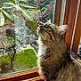 blurred_background, cat, curiosity, daylight, domestic_animal, fur, greenery, indoor, leaf, looking_up, nature, pet, plant, relaxation, sunlight, tabby_cat, whiskers, window, windowsill, wooden_frame