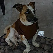 Roxy a rejoint le concours — aidez-le/la à gagner de superbes lots ! dog, pet, sweater, indoor, mat, stone_pattern, brown, white, small_dog, canine, animal, fur, ears, sitting, looking_away, floor, quiet, companion, domestic_animal, calm