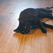 Shadow is registered to the contest to win money with this photo: cat, black_cat, floor, wooden_floor, pet, animal, green_eyes, lying_down, relaxed, indoor, fur, whiskers, tail, domestic_cat, mammal, cute, feline, resting, house_pet, calm