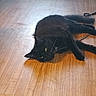 cat, black_cat, floor, wooden_floor, pet, animal, green_eyes, lying_down, relaxed, indoor, fur, whiskers, tail, domestic_cat, mammal, cute, feline, resting, house_pet, calm