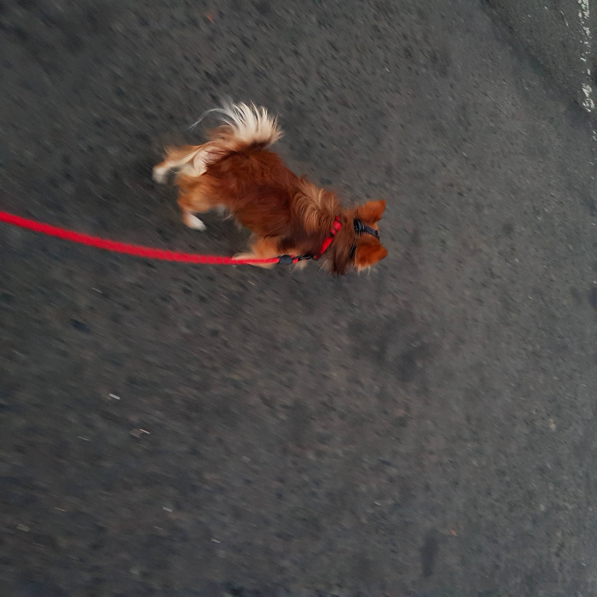 Sam is registered to the contest to win money with this photo: asphalt, canidae, carnivore, companion_dog, concrete, corgi_chihuahua, dog, dog_breed, dog_supply, fawn, fur, leash, liver, road_surface, soil, sporting_group, tail, tar, toy_dog, water_dog