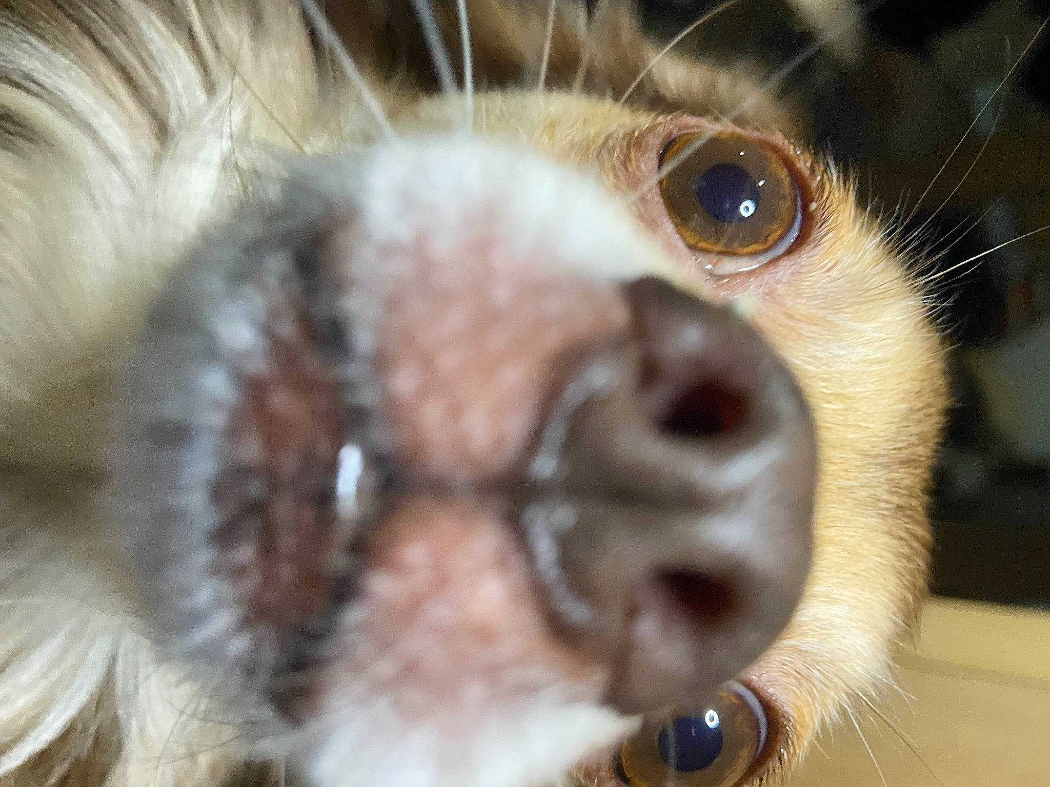 Sam is registered to the contest to win money with this photo: carnivore, cat, claw, close_up, companion_dog, dog_breed, eyelash, fawn, felidae, fur, mammal, nose, paw, primate, small_to_medium_sized_cats, snout, terrestrial_animal, toy_dog, whiskers, wildlife