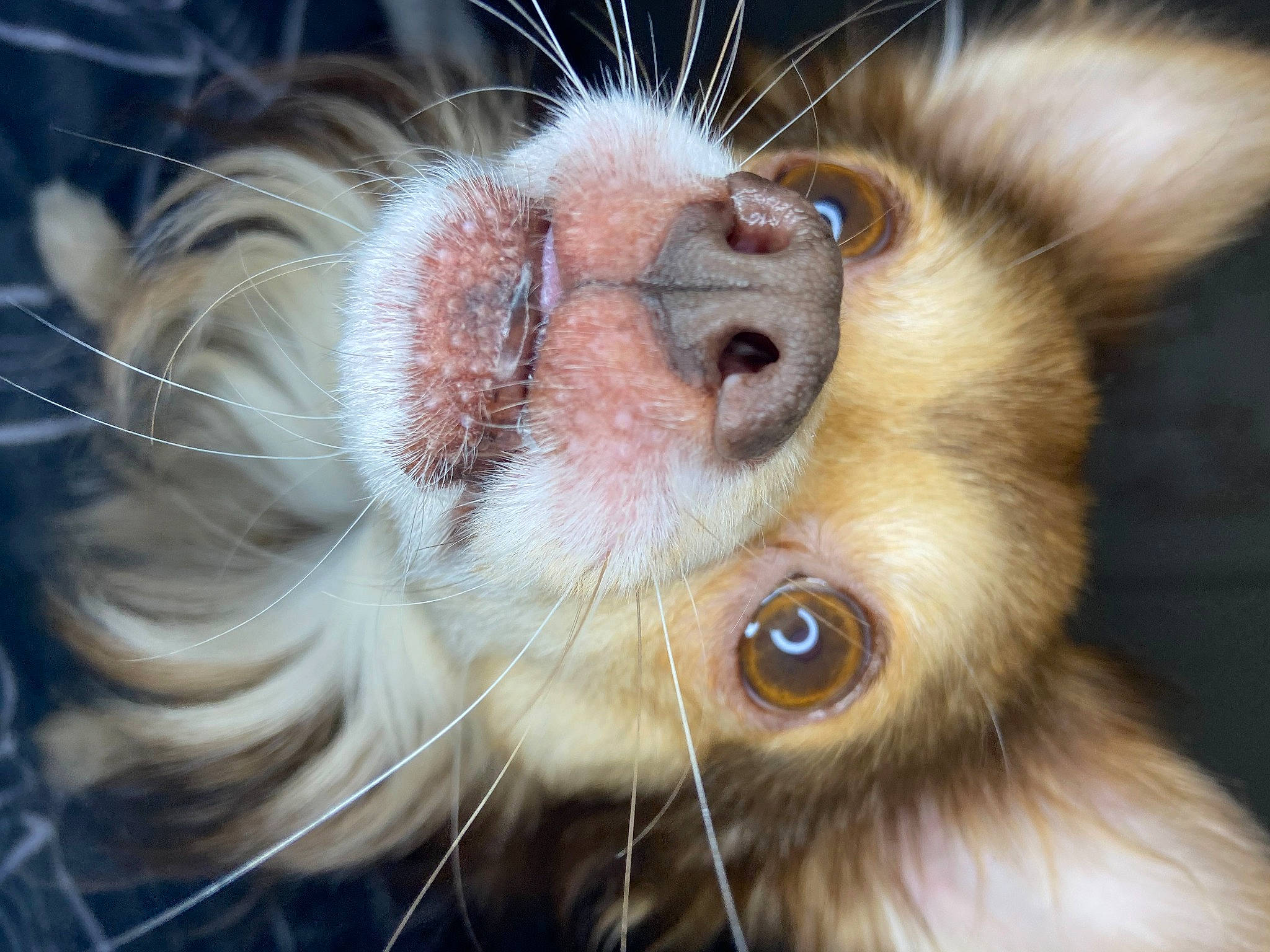 Sam joined the competition — help win amazing prizes! carnivore, claw, close_up, ear, eyelash, fawn, felidae, fur, head, iris, macaque, nose, organ, primate, small_to_medium_sized_cats, snout, terrestrial_animal, whiskers, white_headed_capuchin, wildlife