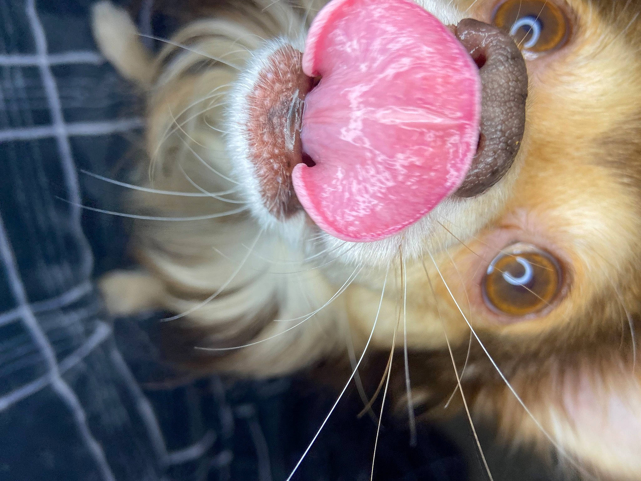 Sam joined the competition — help win amazing prizes! carnivore, cat, close_up, domestic_short_haired_cat, ear, eyebrow, eyelash, fawn, felidae, fur, iris, liver, mammal, nose, organ, paw, small_to_medium_sized_cats, snout, vertebrate, whiskers