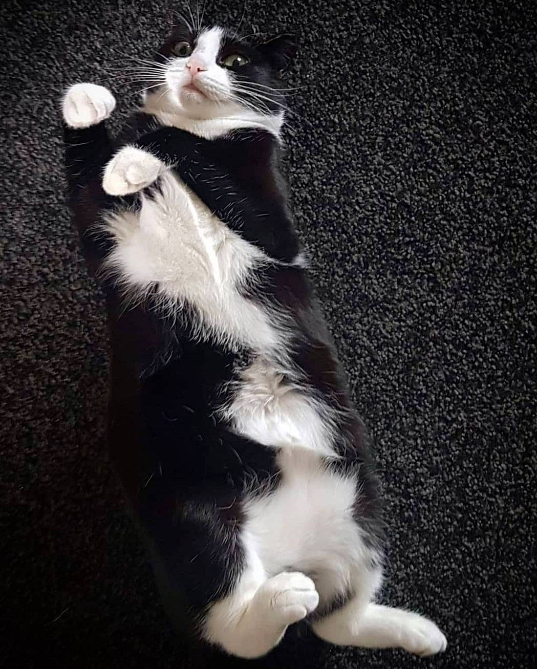 Lola joined the competition — help win amazing prizes! canidae, carnivore, cat, claw, companion_dog, dog_breed, domestic_short_haired_cat, eye, felidae, foot, fur, gesture, human_body, paw, small_to_medium_sized_cats, snout, sporting_group, tail, terrestrial_animal, whiskers