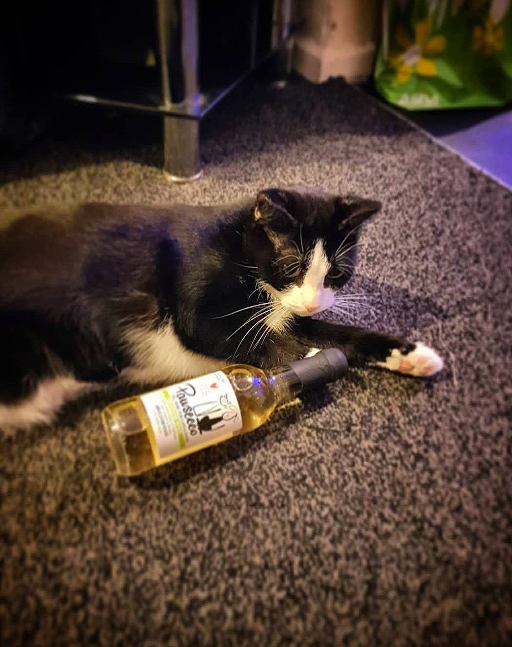 Lola joined the competition — help win amazing prizes! beer, bottle, carnivore, cat, cloud, comfort, domestic_short_haired_cat, felidae, flooring, fur, houseplant, human_leg, paw, sky, small_to_medium_sized_cats, snout, tail, tints_and_shades, whiskers, wood