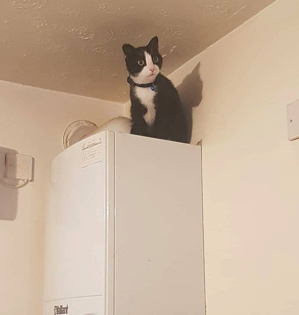 Lola is registered to the contest to win money with this photo: box, cabinetry, cardboard, carnivore, carton, cat, domestic_short_haired_cat, eyewear, felidae, formal_wear, office_supplies, packaging_and_labeling, rectangle, room, small_to_medium_sized_cats, snout, stairs, tail, whiskers, window