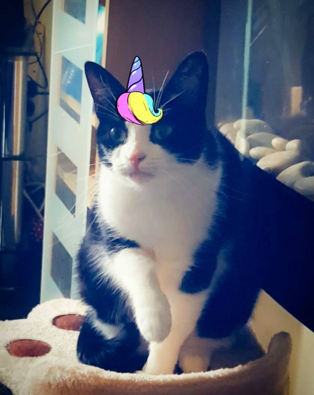 Jess is registered to the contest to win money with this photo: box, carnivore, cat, cat_furniture, cat_supply, comfort, domestic_short_haired_cat, door, electric_blue, felidae, fur, linens, paw, room, small_to_medium_sized_cats, snout, square, tail, whiskers, window