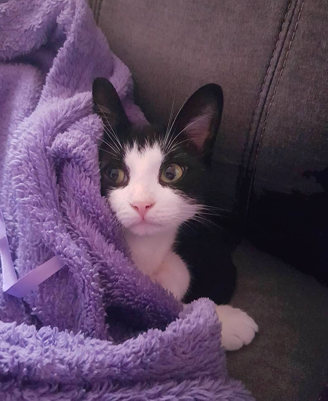 Jess joined the competition — help win amazing prizes! art, carnivore, cat, comfort, domestic_short_haired_cat, felidae, fur, lap, magenta, paw, small_to_medium_sized_cats, tail, whiskers, wool, woolen