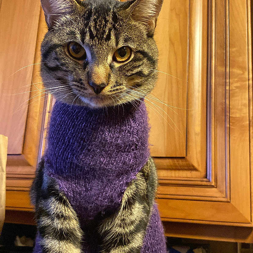 Loti is registered to the contest to win money with this photo: cat, tabby, purple_sweater, pet, indoor, wooden_cabinet, feline, animal, fur, whiskers, ears, tail, paws, domestic_cat, cute, portrait, cozy, knitwear, looking, standing