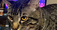 Loti is registered to the contest to win money with this photo: cat, tabby, pet, animal, indoor, purple_surface, bow_collar, closeup, whiskers, ears, eyes, feline, curious, domestic_cat, mammal, household, background_tv, colorful, focus, portrait