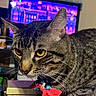cat, tabby, pet, animal, indoor, purple_surface, bow_collar, closeup, whiskers, ears, eyes, feline, curious, domestic_cat, mammal, household, background_tv, colorful, focus, portrait