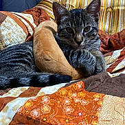 Loti is registered to the contest to win money with this photo: cat, tabby, quilt, patchwork, chair, striped, plush_toy, indoor, pet, feline, relaxed, cozy, animal, fur, whiskers, ears, paws, comfort, seated, resting