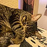 Loti joined the competition — help win amazing prizes! cat, tabby, pet, animal, feline, cozy, paw, eye, curled_up, resting, indoor, blanket, pattern, cute, fur, whiskers, ears, sleepy, closeup, relaxing