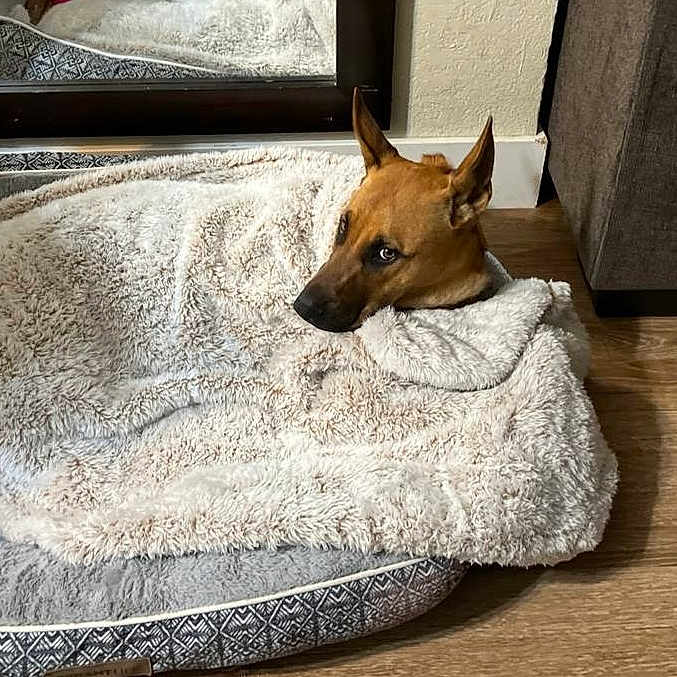 Sunny is registered to the contest to win money with this photo: animal, blade, blanket, canine, dagger, dog, dogbed, knife, pet, weapon