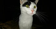 Ruby a rejoint le concours — aidez-le/la à gagner de superbes lots ! abyssinian, angora, animal, cat, kitten, manx, pet, siamese