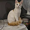 cat, white_cat, orange_patches, fluffy_tail, sitting, indoors, portrait, pet, animal, whiskers, ears, eyes, pink_nose, table, tablecloth, fan, furniture, household, serious_expression, photography