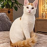 cat, white_cat, orange_markings, pet, animal, sitting, portrait, fluffy_tail, golden_eyes, upright_ears, indoors, living_room, rug, houseplant, cushion, furniture, candle, warm_lighting, home_decor, cozy