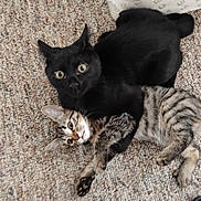 Lil Man And Ana joined the competition — help win amazing prizes! black_cat, striped_cat, kitten, cat, pet, animal, feline, carpet, playful, cuddle, fur, whiskers, ears, eyes, paws, indoor, cute, closeup, young, resting