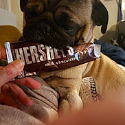 Mister Guzman joined the competition — help win amazing prizes! dog, pug, chocolate_bar, hand, indoor, pet, animal, snout, wrinkles, brown_fur, cute, cozy, person, food, packaging, sniffing, closeup, couch, blanket, fingers