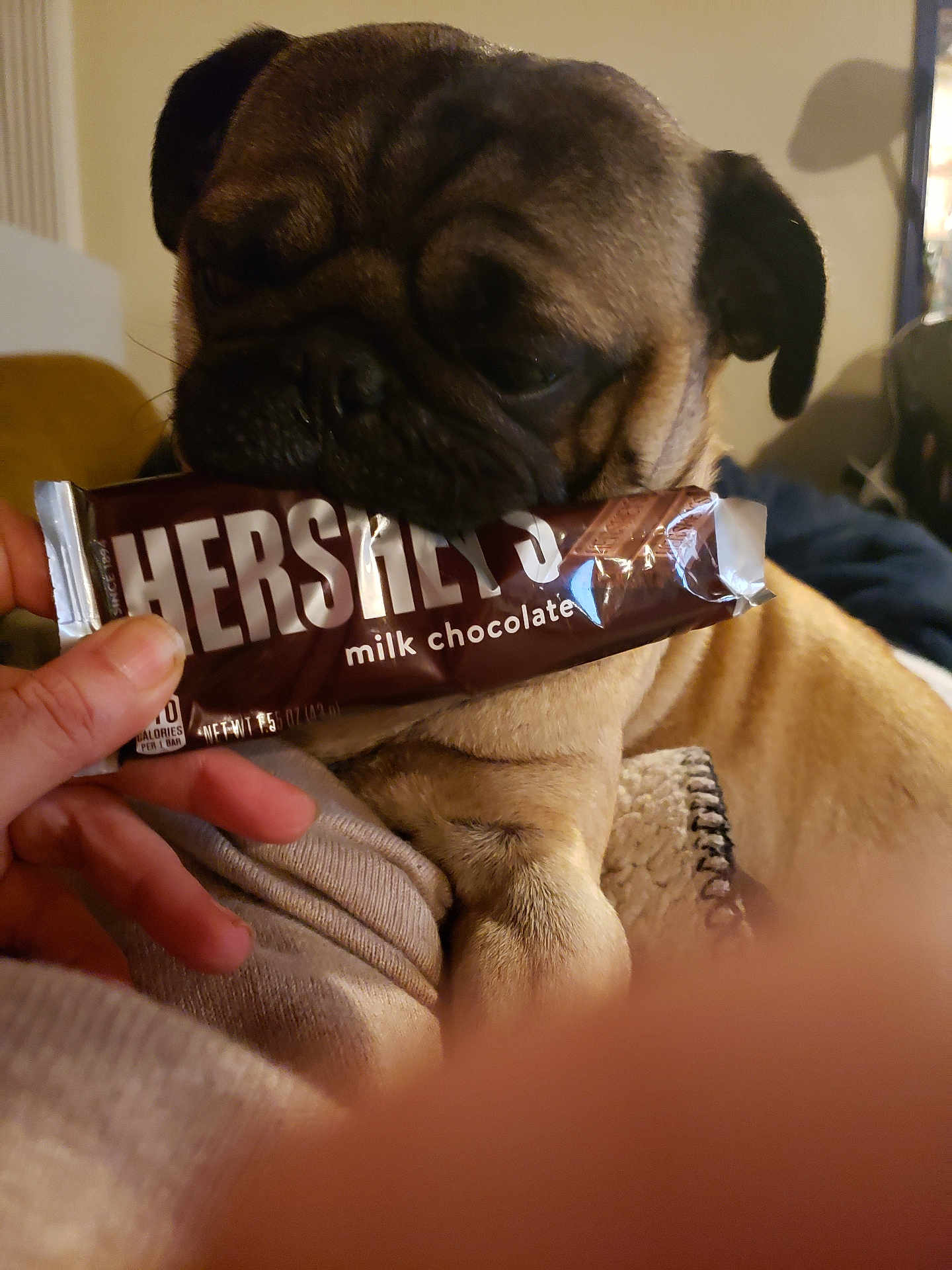 Mister Guzman joined the competition — help win amazing prizes! dog, pug, chocolate_bar, hand, indoor, pet, animal, snout, wrinkles, brown_fur, cute, cozy, person, food, packaging, sniffing, closeup, couch, blanket, fingers