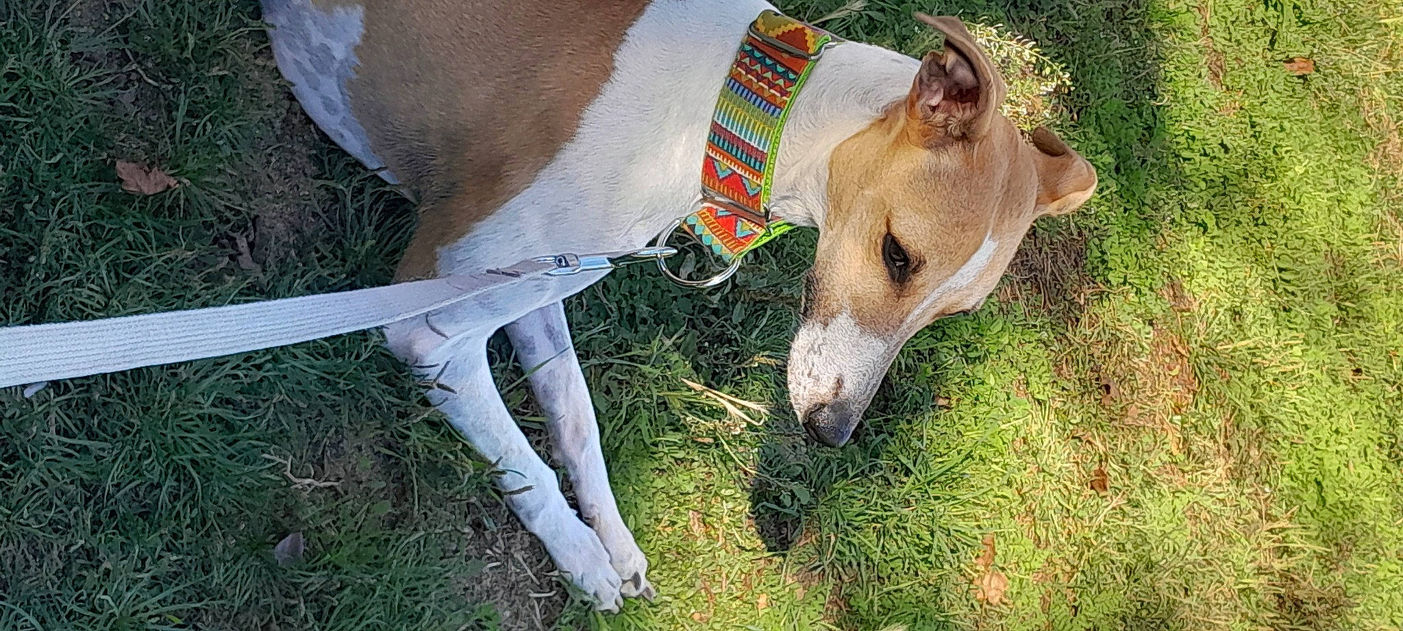 Taya participe au concours pour gagner de l'argent avec cette photo : canidae, carnivore, collar, companion_dog, dog, dog_breed, dog_collar, fawn, grass, human_leg, livestock, magyar_agar, rampur_greyhound, sighthound, snout, sporting_group, tail, terrestrial_animal, whiskers, working_animal