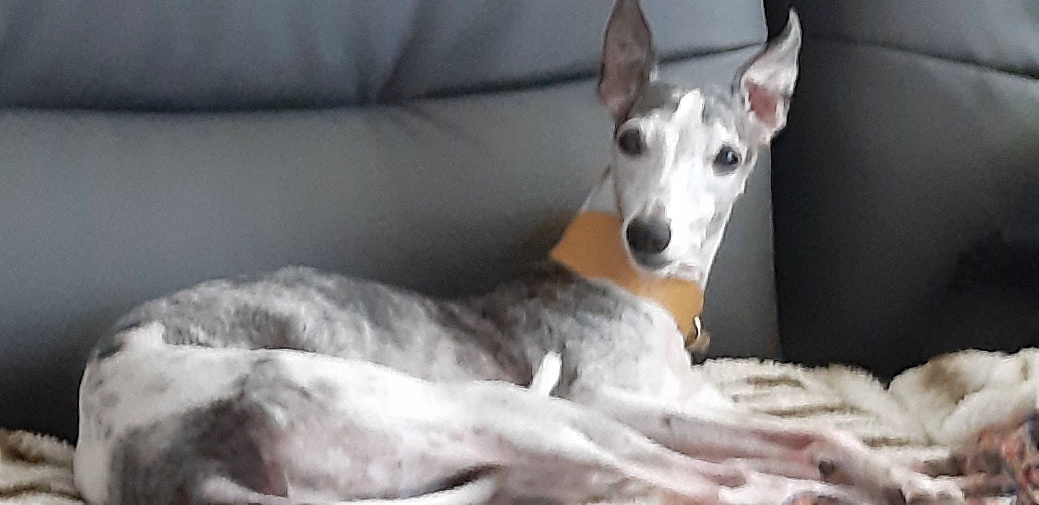 Benji a rejoint le concours — aidez-le/la à gagner de superbes lots ! ancient_dog_breeds, canidae, carnivore, dog, dog_breed, fawn, galgo_espanol, greyhound, hortaya_borzaya, ibizan_hound, italian_greyhound, mammal, mudhol_hound, rampur_greyhound, rare_breed_dog, sighthound, snout, vertebrate, whippet, whiskers