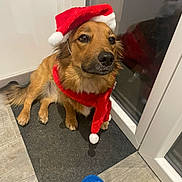 Tiamo a rejoint le concours — aidez-le/la à gagner de superbes lots ! animal, blue_ball, brown_dog, companion, costume, cute, dog, domestic_animal, festive, flooring, fur, glass_door, holiday, indoor, mat, pet, santa_hat, scarf, toy, waiting