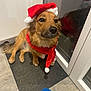 animal, blue_ball, brown_dog, companion, costume, cute, dog, domestic_animal, festive, flooring, fur, glass_door, holiday, indoor, mat, pet, santa_hat, scarf, toy, waiting