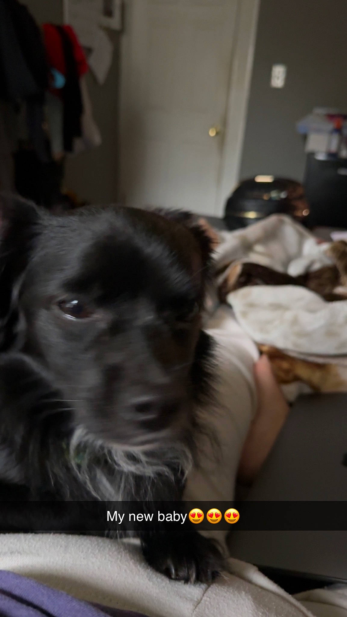 Blackie joined the competition — help win amazing prizes! borador, canidae, carnivore, comfort, companion_dog, dog, dog_breed, ear, felidae, fur, guard_dog, liver, non_sporting_group, sporting_group, toy_dog, whiskers, working_animal