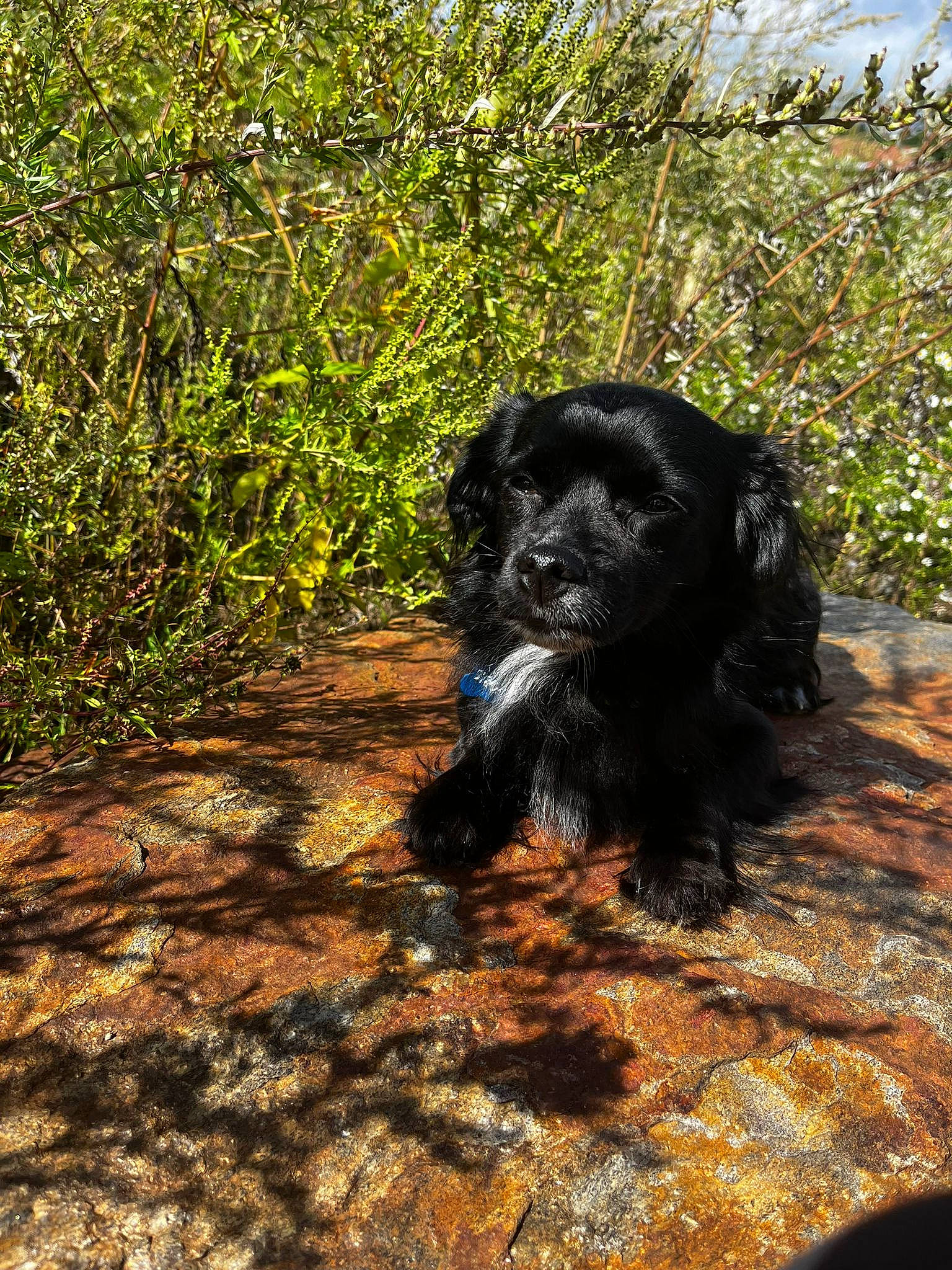 Blackie is registered to the contest to win money with this photo: canidae, carnivore, companion_dog, dog, dog_breed, fawn, forest, fur, gun_dog, liver, plant, snout, soil, spaniel, sporting_group, tail, terrestrial_animal, tree, water_dog, working_animal