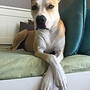 Rasta is registered to the contest to win money with this photo: dog, canine, pet, bed, pillow, indoor, resting, crossed_paws, light_brown, white_fur, portrait, calm, looking_at_camera, furniture, cozy, domestic, animal, relaxed, household, mammal