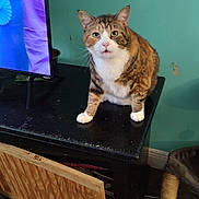 Star joined the competition — help win amazing prizes! cat, calico_cat, furniture, cabinet, television, scratching_post, indoor, wooden_floor, curious, pet, animal, face, ears, whiskers, looking, wall, teal_wall, door, open_door, home