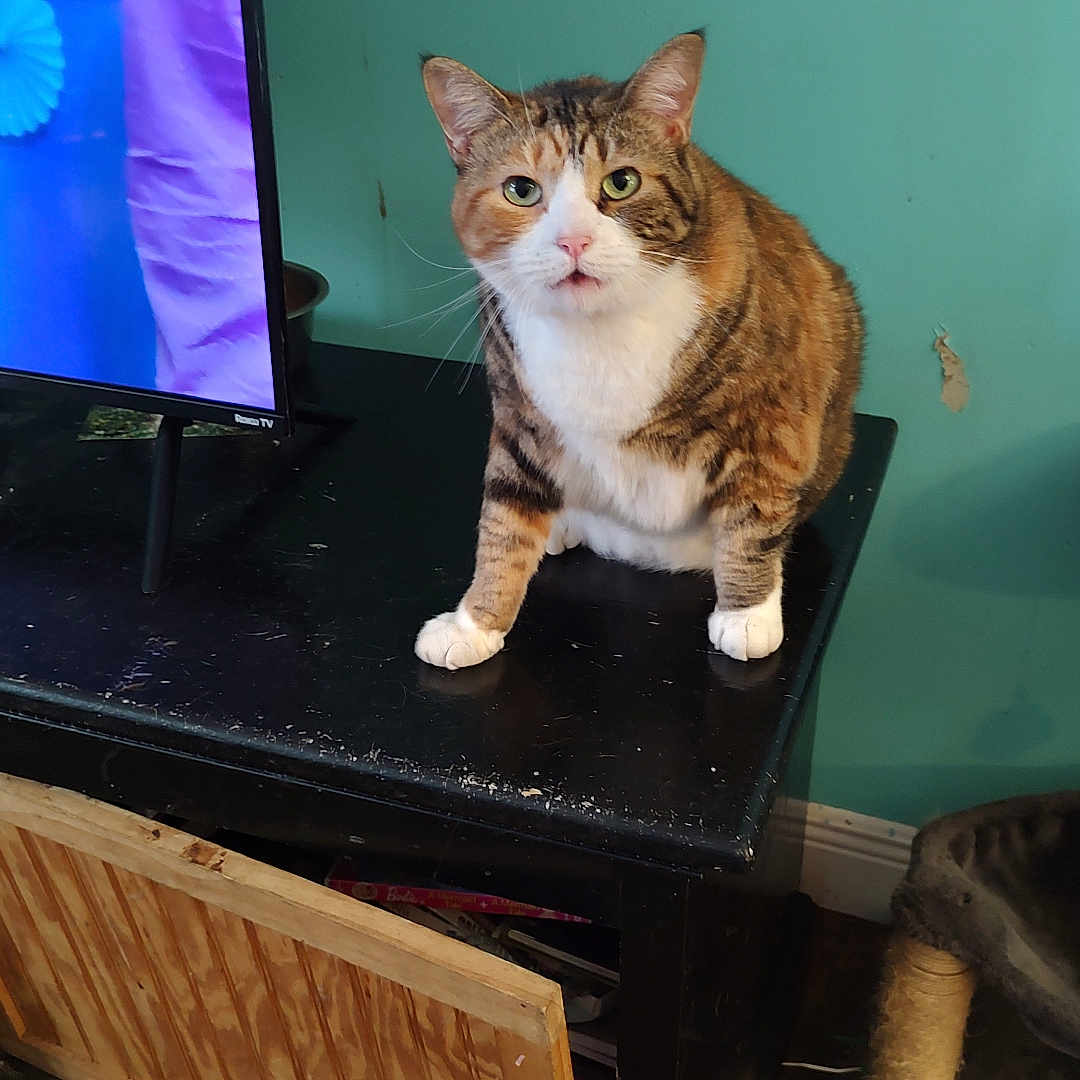 Star joined the competition — help win amazing prizes! cat, calico_cat, furniture, cabinet, television, scratching_post, indoor, wooden_floor, curious, pet, animal, face, ears, whiskers, looking, wall, teal_wall, door, open_door, home