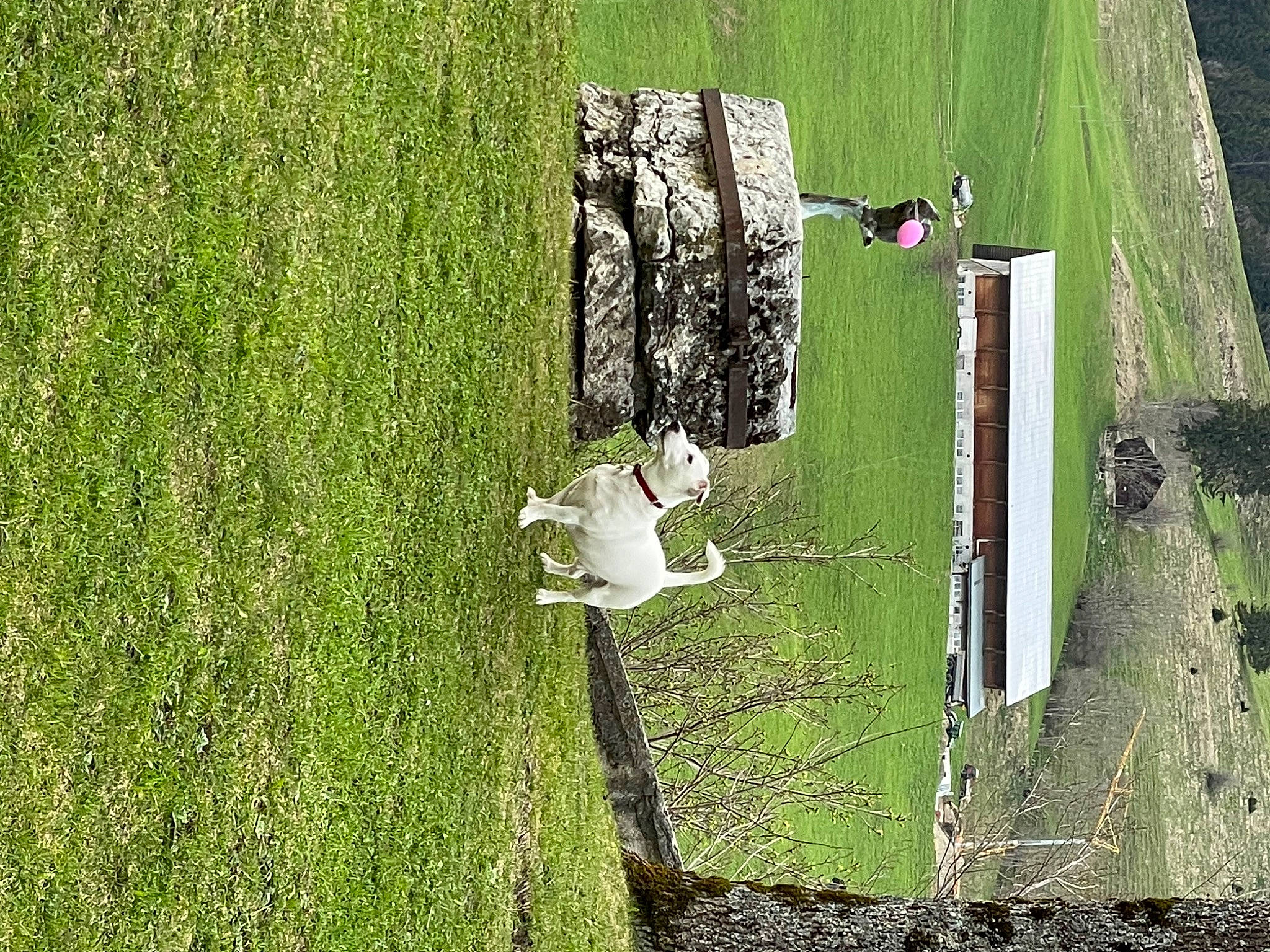 Kiko a rejoint le concours — aidez-le/la à gagner de superbes lots ! biome, ecoregion, grass, grass_family, grassland, green, groundcover, land_lot, landscape, leaf, meadow, natural_landscape, people_in_nature, plant, shrub, slope, tree, trunk, vegetation, wood