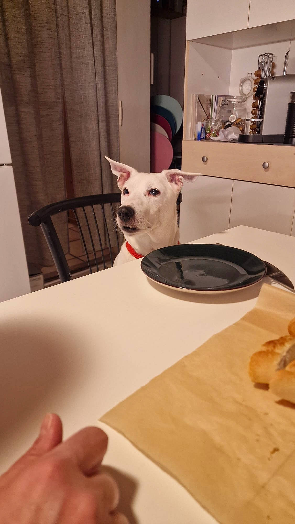 Kiko a rejoint le concours — aidez-le/la à gagner de superbes lots ! cabinetry, carnivore, chair, comfort, companion_dog, dog, dog_breed, fawn, felidae, floor, flooring, furniture, hardwood, interior_design, linens, room, small_to_medium_sized_cats, table, tableware, wood