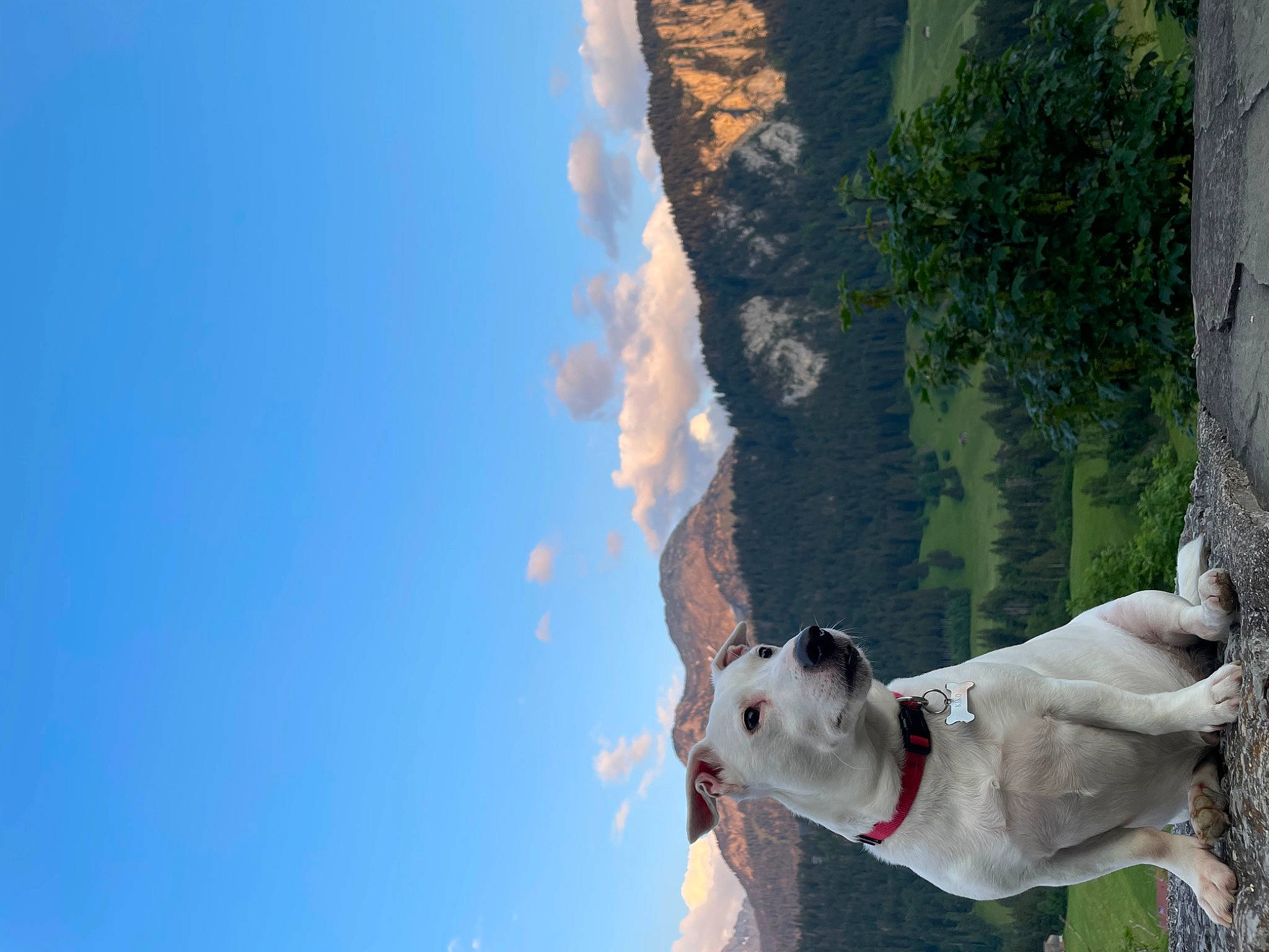 Kiko participe au concours pour gagner de l'argent avec cette photo : adventure, canidae, carnivore, cloud, collar, companion_dog, cumulus, dog, dog_breed, dog_collar, fawn, leisure, plant, sky, snout, sporting_group, tree, water, wood, working_animal