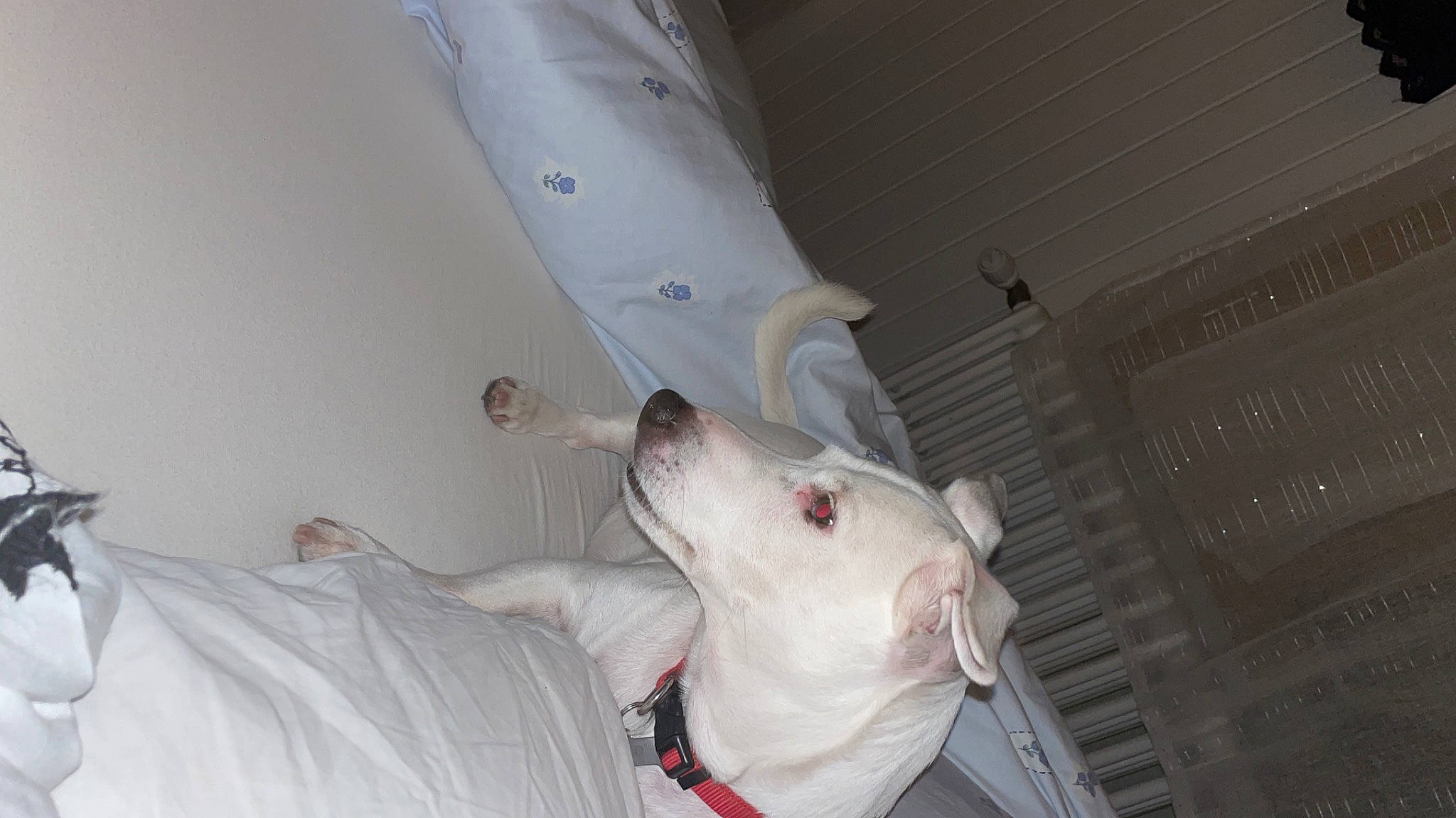 Kiko participe au concours pour gagner de l'argent avec cette photo : bull_terrier, carnivore, ceiling, collar, comfort, companion_dog, dog, elbow, linens, plaster, working_animal