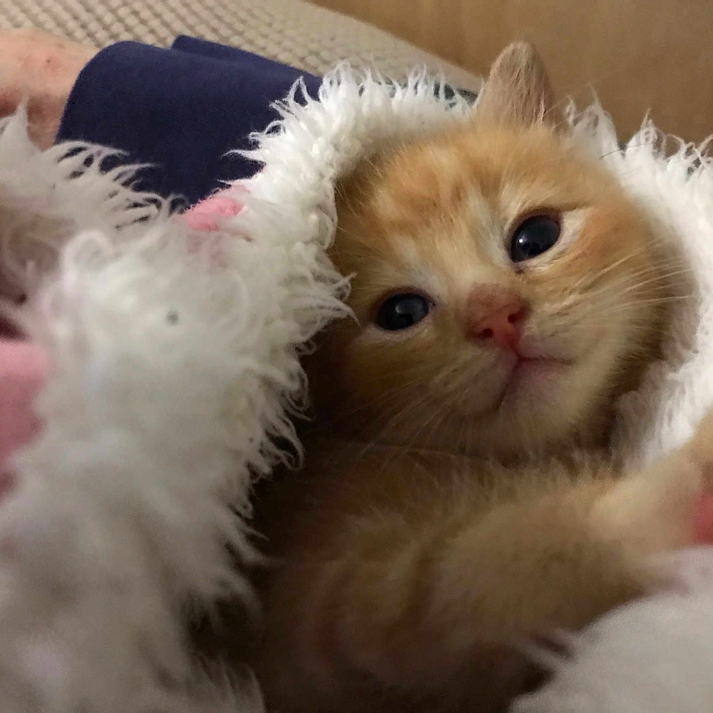 Peanut joined the competition — help win amazing prizes! abyssinian, accessories, angora, animal, blanket, canine, cat, couch, dog, face, featherboa, furniture, head, kitten, manx, person, pet, puppy, siamese, sleeping