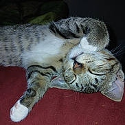 J.b. is registered to the contest to win money with this photo: animal, cat, closeup, cozy, cute, domestic, feline, fur, indoors, mammal, nap, paw, pet, relaxed, resting, sleeping, soft, striped, tabby, whiskers