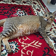 Delta joined the competition — help win amazing prizes! alert, animal, cat, cute, domestic_cat, ears, feline, floor, home, indoor, laying, pattern, pet, relaxing, rug, striped, tabby, tail, tile_floor, whiskers